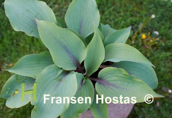 Hosta Blushing Blue